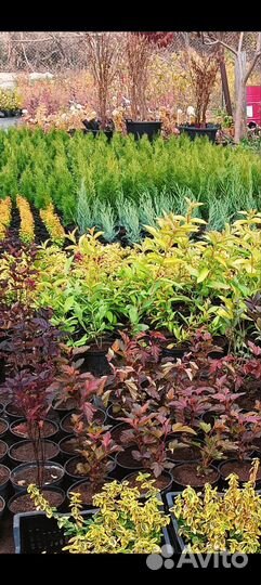 Декоративные растения для сада