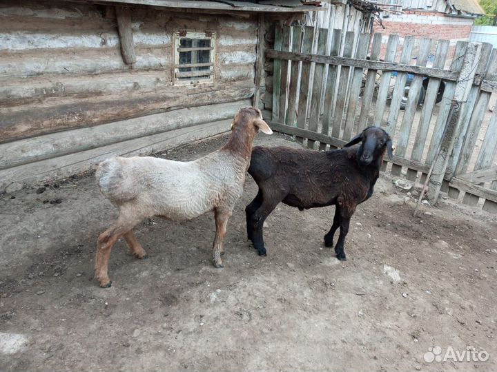 Курдючные бараны