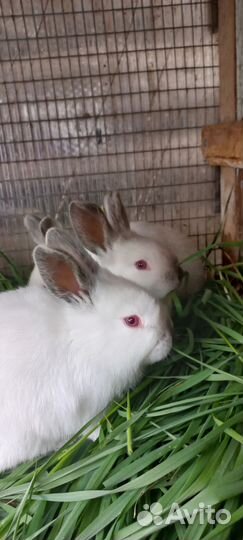 Калифорнийские кролики