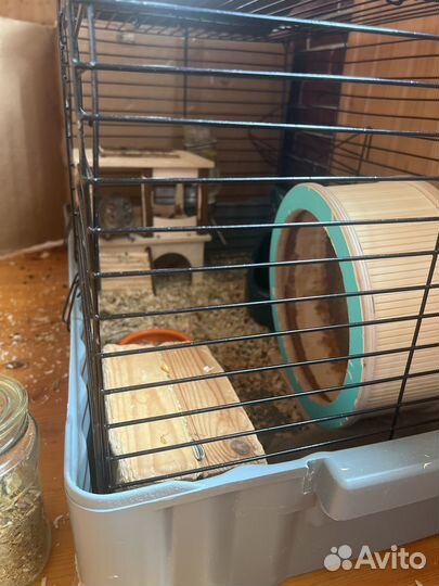 Белки Дегу Мальчик и девочка с Клеткой +