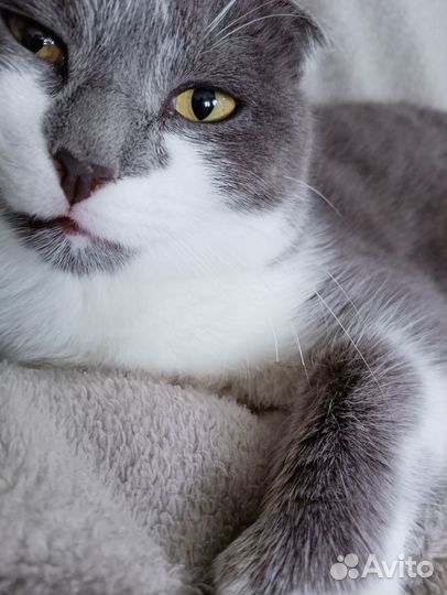 Отдадим кота в добрые руки