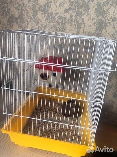 Продам сирийского хомяка