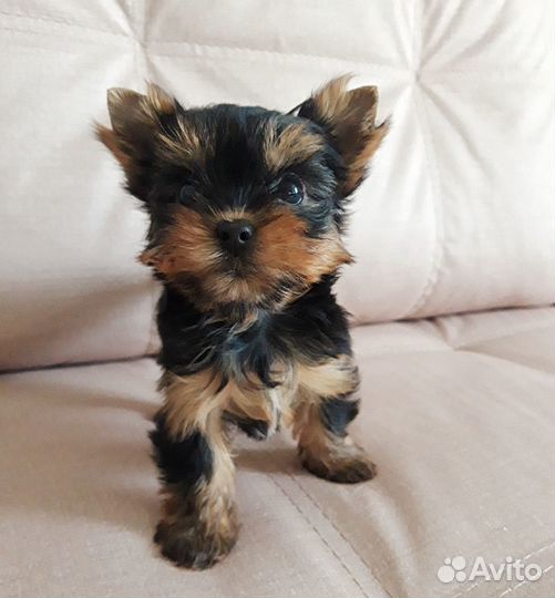 Йоркширский терьер мальчик красавчик и дев.милашка