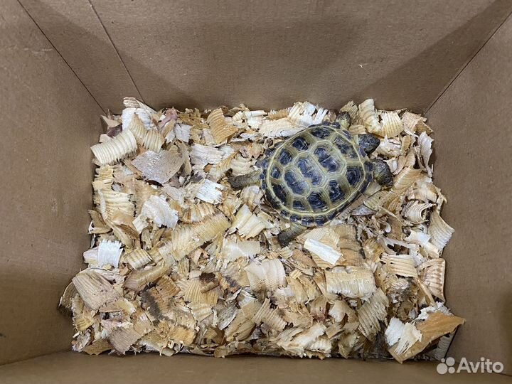 Доставка животных