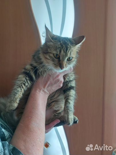 Кошечка в добрые руки