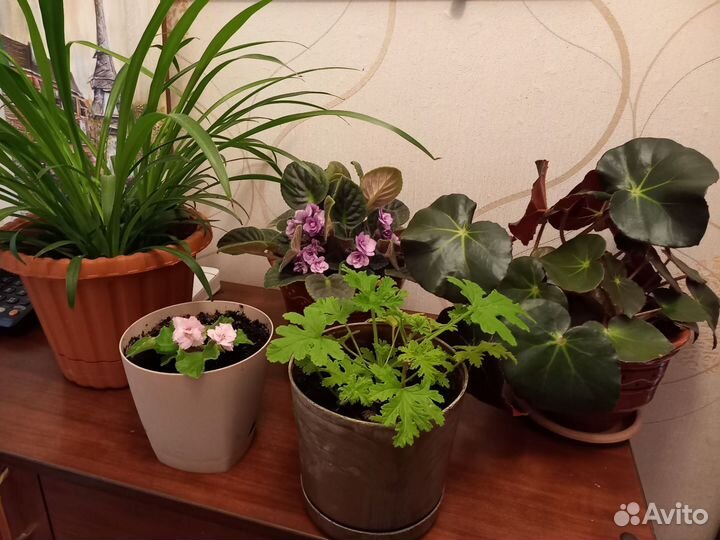 Цветы комнатные
