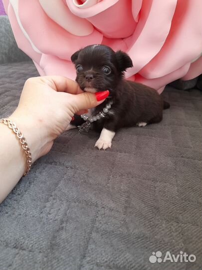 Чихуашечки