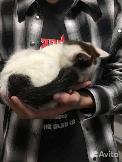 Котёнок ищет дом