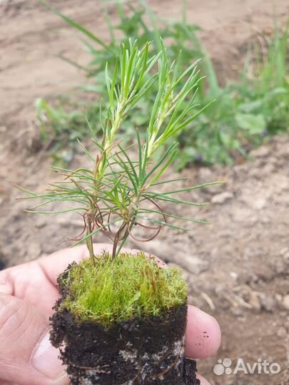Саженцы сосны окс от производителя