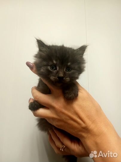 Кошка в дар