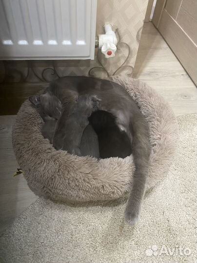 Котятя вислоухие метисы