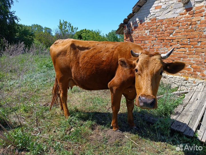 Корова 6 лет