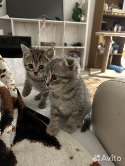 Котята вислоухие
