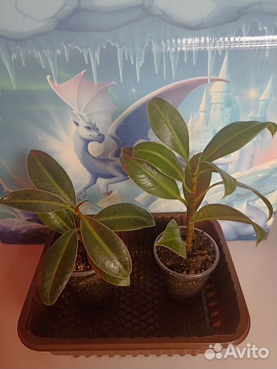 Фикус Бендж.(Эстер,Даниель, Кинки),Эластика Мелани