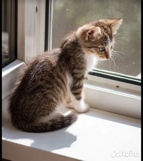 Малыш Микки ищет дом