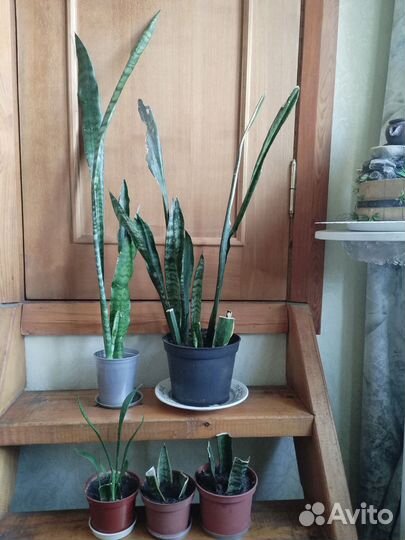 Сансевиерия