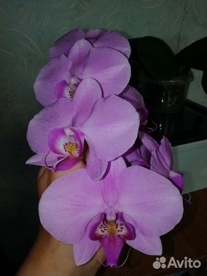 Орхидея фаленопсис