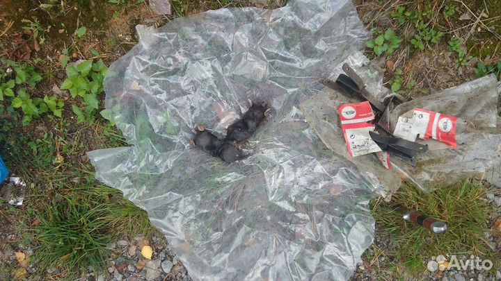 Обработка от тараканов, клопов, грызунов и др