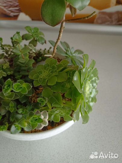 Мини садик с суккулентами