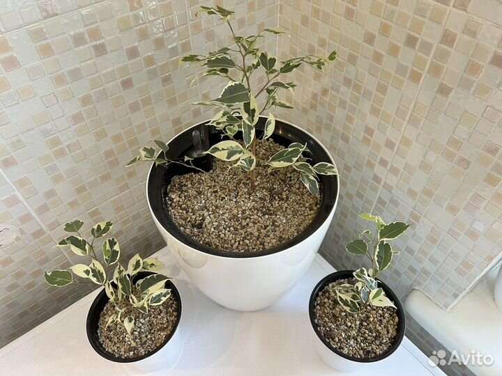 Фикус Бенджамина пестролистный