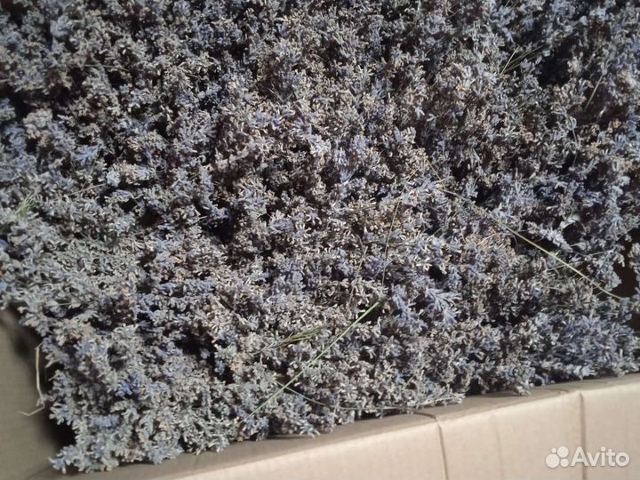 Продам лаванду