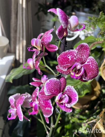 Орхидеи Фаленопсис Сорт