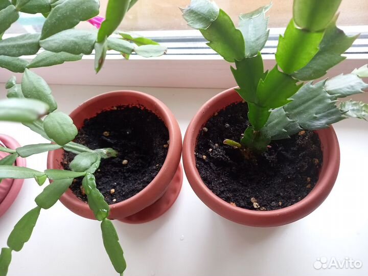 Комнатные цветы