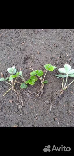 Земклуника 