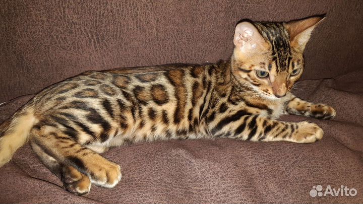 Элитные бенгальские котята