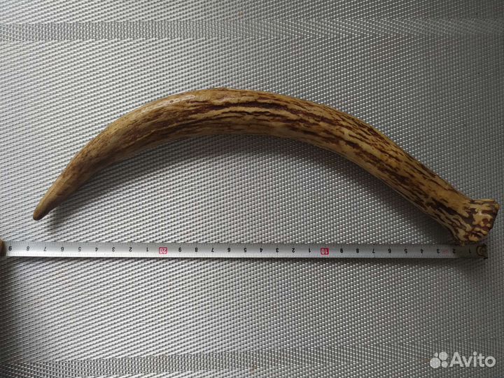 Рог оленя (для поделок)