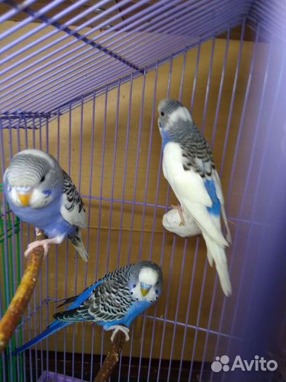 Попугаи волнистые