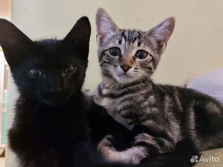 Котята ищут семью