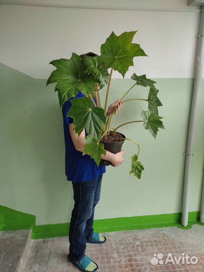 Бегония клещевинолистная (гибрид)