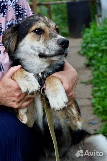 Каспер ищет дом