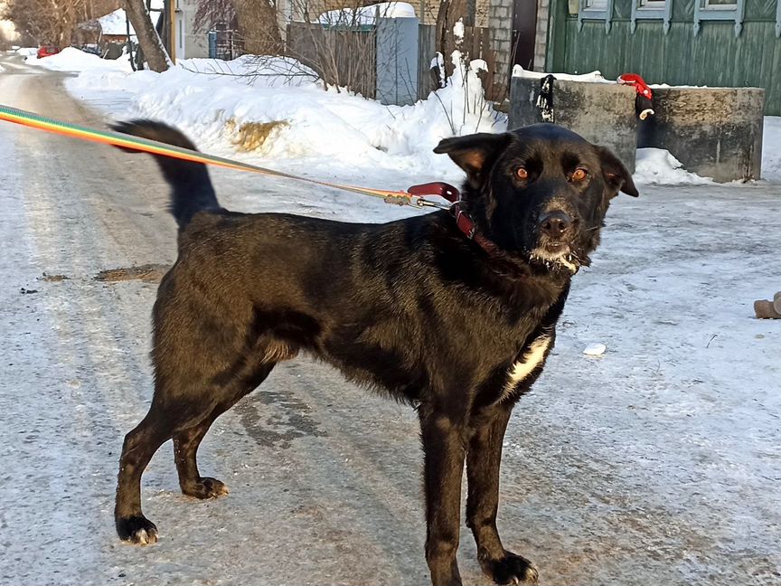 Компанейский пес Сэм с янтарными глазками