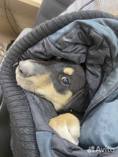 Собака в добрые руки