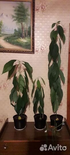 Авокадо (комнатное растение)