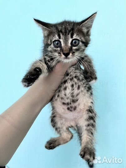 Котенок приучен к лотку девочка доставка