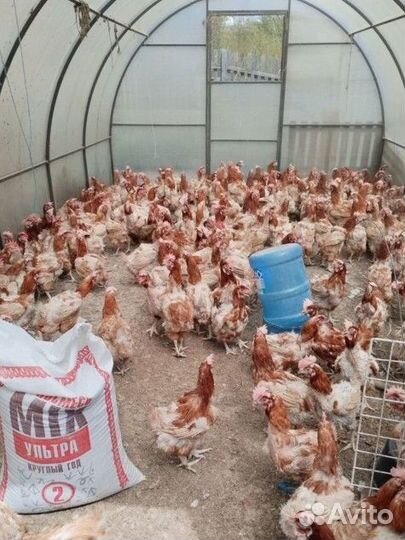 Куры несушки годовалые
