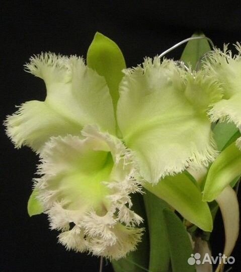 Орхидея Bc. Golf Green