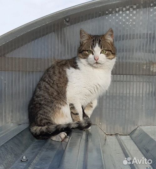 Кошачье семейство