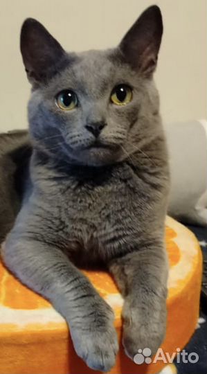 Русская голубая в добрые руки