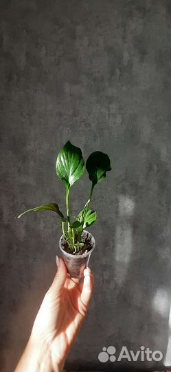 Спатифиллум