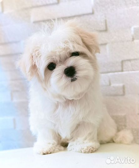 Мальчик мальтезе