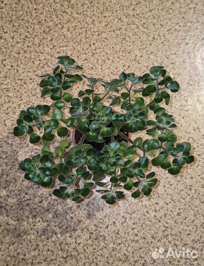 Аихризон, Пеперомия Прострата