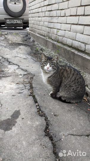 Голубоглазая красавица в опасности