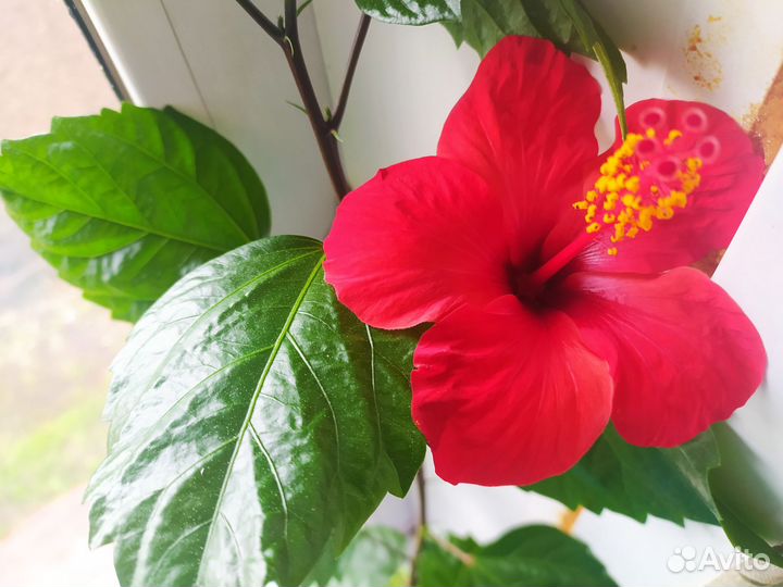 Гибискус китайская роза