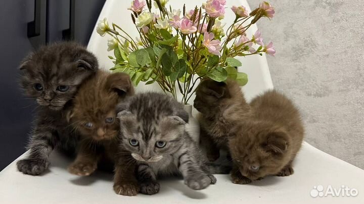 Вислоухие котята