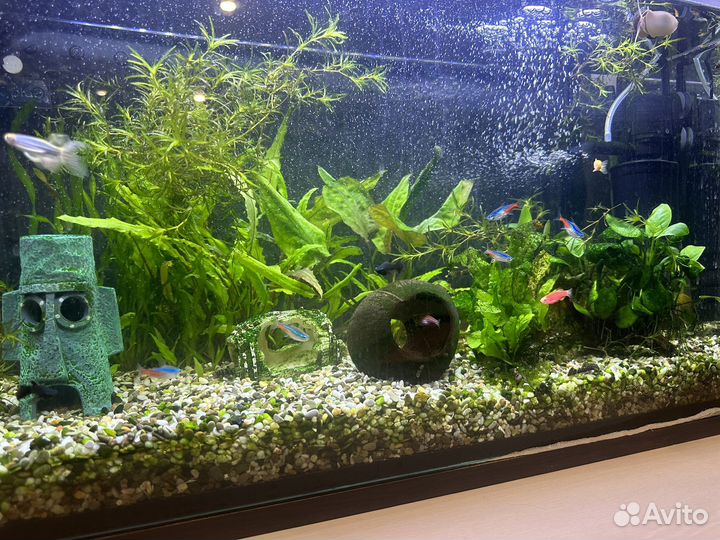Аквариум с рыбками 70л