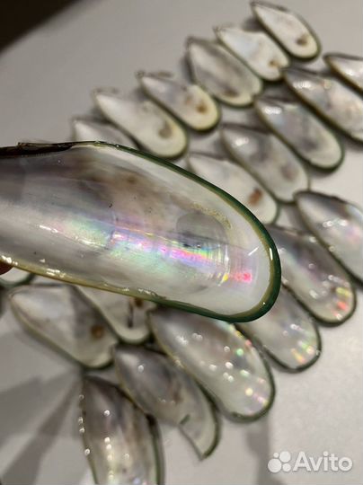 Зеленые мидии Киви Панцирь. Молюски. Ракушечник